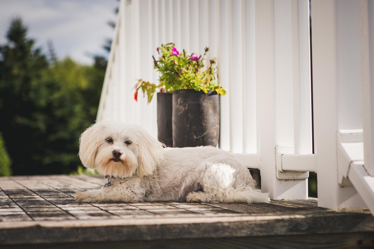 Abbie'S Garden Bed & Breakfast Grand Bank Esterno foto